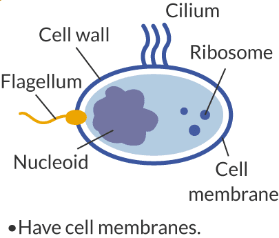 -Have cell membranes. Cell wall/Flagellum/Nucleoid/Cilium/Ribosome/Cell membrane