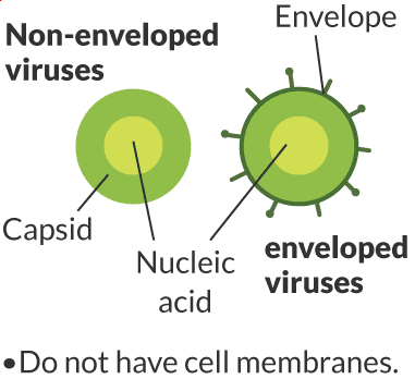 Non-enveloped viruses Capsid/Nucleic acid enveloped viruses Envelope/Nucleic acid -Do not have cell membranes. 