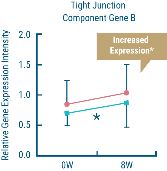 Tight Junction Component Gene B Increased Expression*