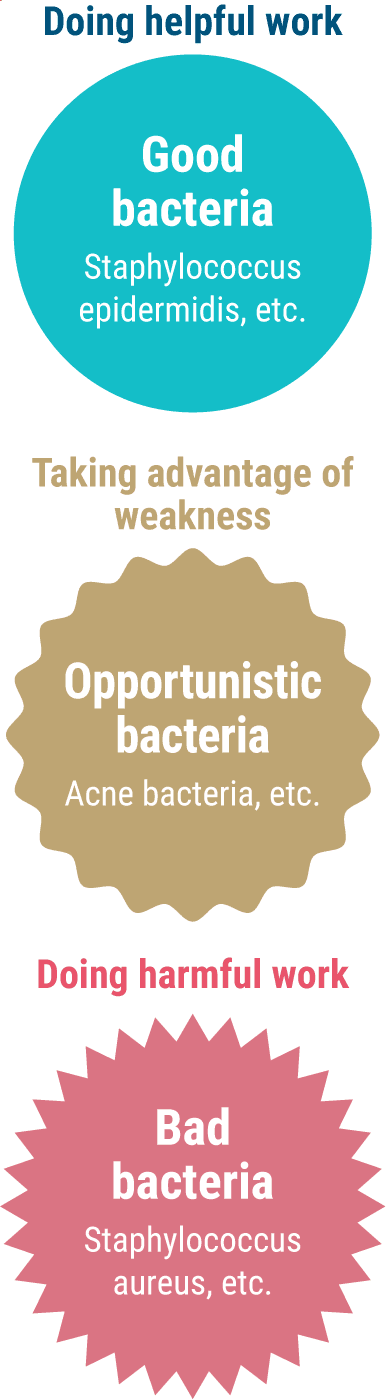 Doing helpful work - Good bacteria Staphylococcus epidermidis, etc. / Taking advantage of weakness - Opportunistic bacteria Acne bacteria, etc. / Doing harmful work - Bad bacteria Staphylococcus aureus, etc.