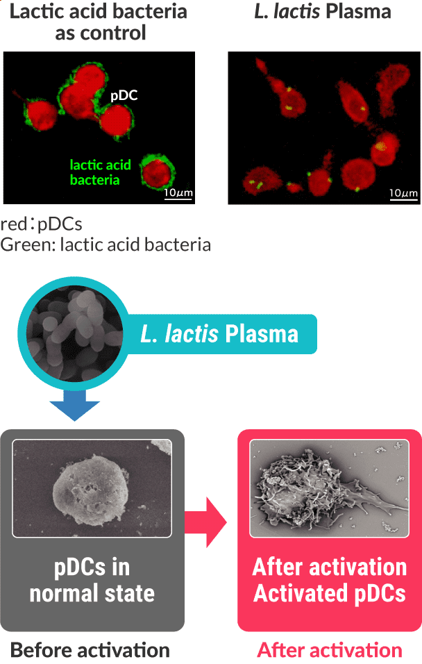 Lactic acid bacteria as control / L. lactis Plasma > Before activation / After activation