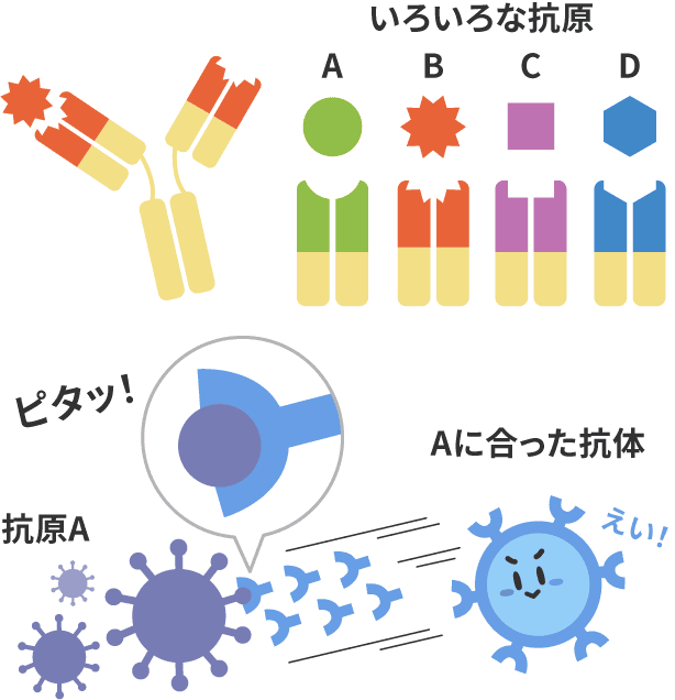 いろいろな抗原　抗原A／Aに合った抗体