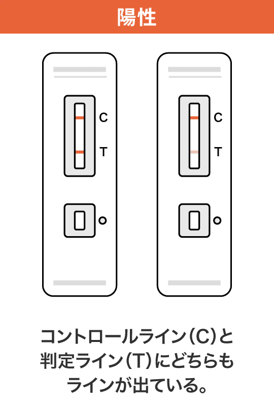 陽性 コントロールライン（C）と判定ライン（T）にどちらもラインが出ている。