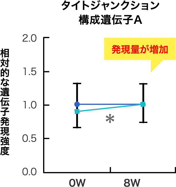 タイトジャンクション構成遺伝子A 相対的な遺伝子発現強度 発現量が増加*