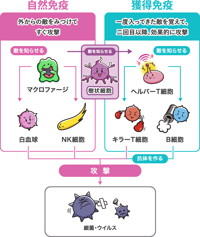 自然免疫 外からの敵をみつけてすぐ攻撃／獲得免疫 一度入ってきた敵を覚えて、二回目以降、効果的に攻撃