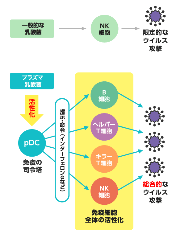 一般的な乳酸菌 限定的なウイルス攻撃／プラズマ乳酸菌 免疫細胞全体の活性化 総合的なウイルス攻撃