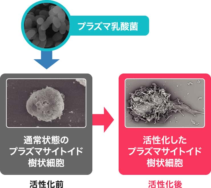 プラズマ乳酸菌 活性化前 通常状態のプラズマサイトイド樹状細胞／活性化後 活性化したプラズマサイトイド樹状細胞