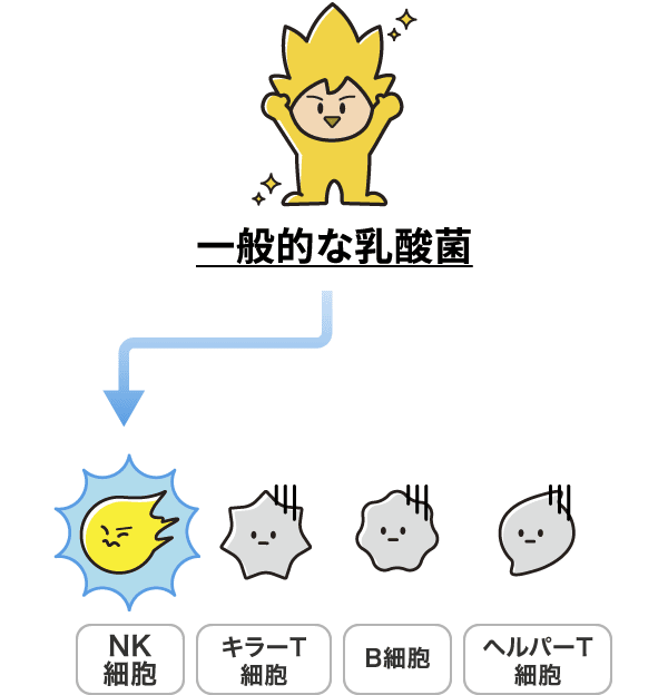 一般的な乳酸菌