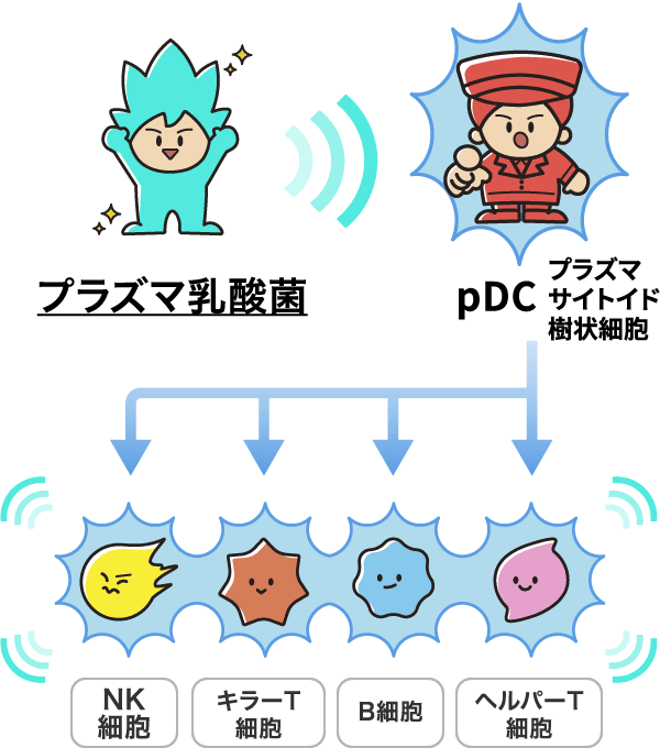 プラズマ乳酸菌／pDC プラズマサイトイド樹状細胞