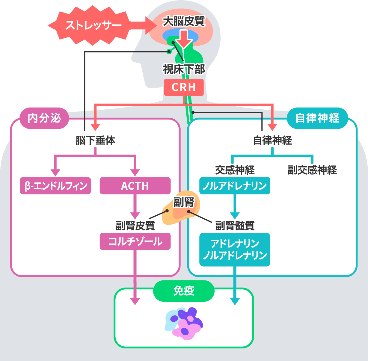 ストレスの伝達経路（免疫への影響）イメージ