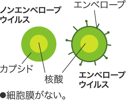 ノンエンベロープ ウイルス／エンベロープ ウイルス　●細胞膜がない。カプシド／核酸／エンベロープ