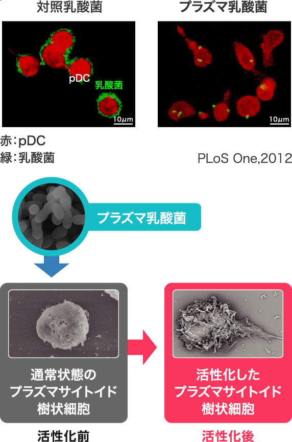 対照乳酸菌／プラズマ乳酸菌 活性化前 通常状態のプラズマサイトイド樹状細胞／活性化後 活性化したプラズマサイトイド樹状細胞