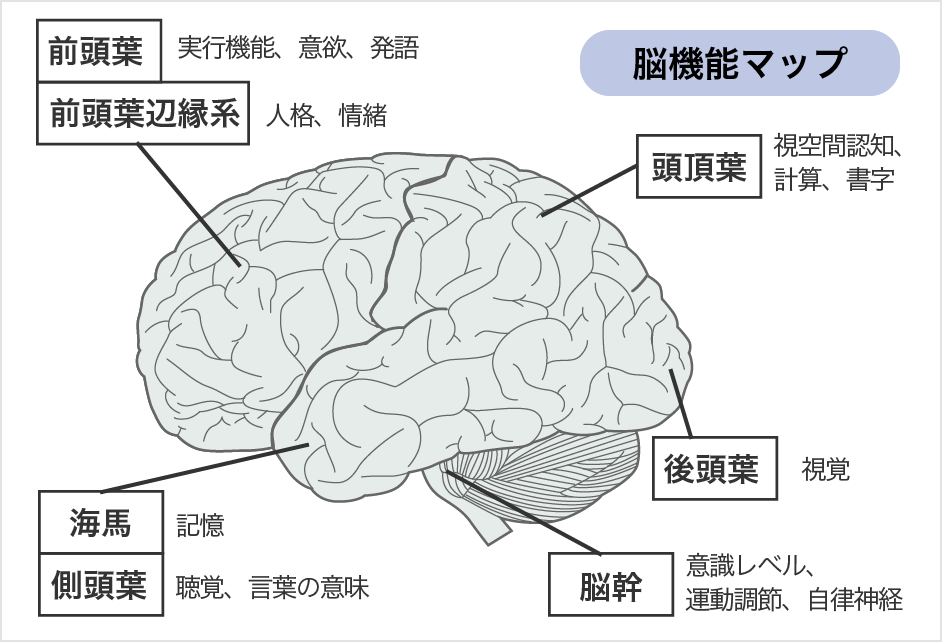 脳機能マップ