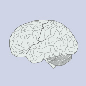 脳の機能と認知機能