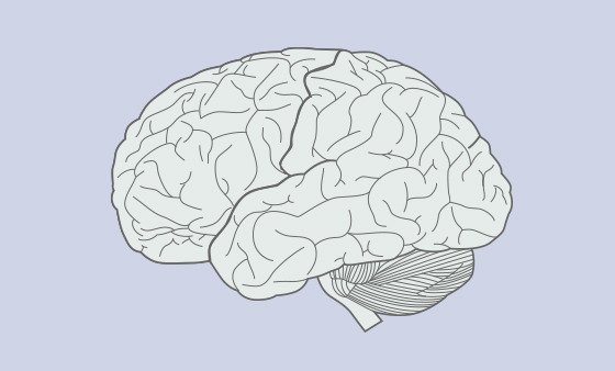 脳の機能と認知機能