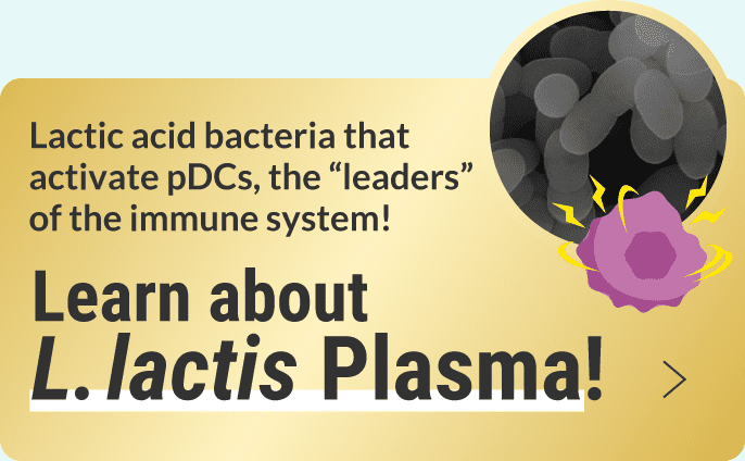 Lactic acid bacteria that activate pDCs, the 'leaders' of the immune system! Learn about L. lactis Plasma!