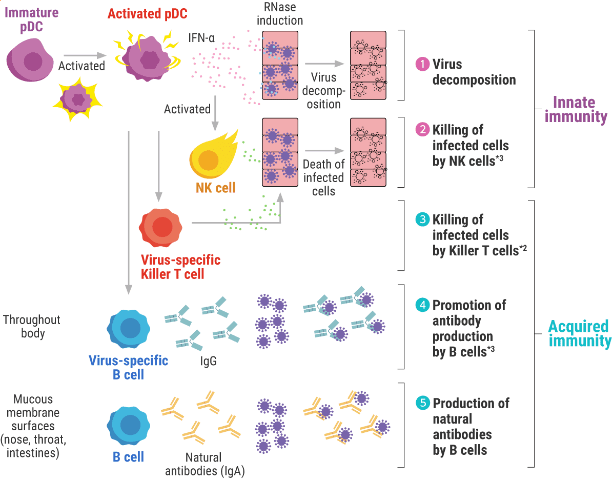 1.Virus decomposition / 2.Killing of infected cells by NK cells*3 / 3.Killing of infected cells by Killer T cells*2 / 4.Promotion of antibody production by B cells*3 / 5.Production of natural antibodies by B cells