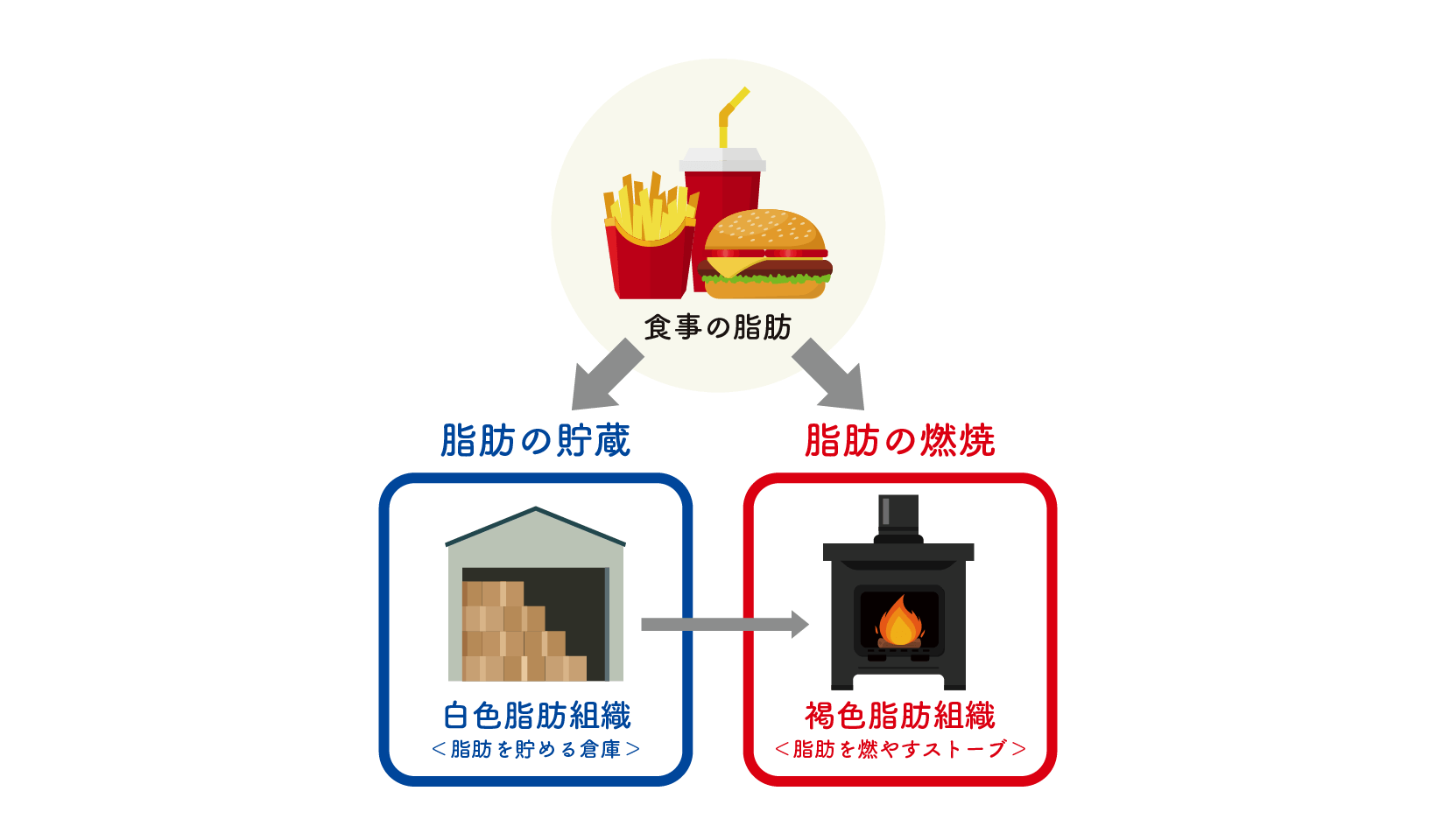 体脂肪や内臓脂肪の低減のイメージ図