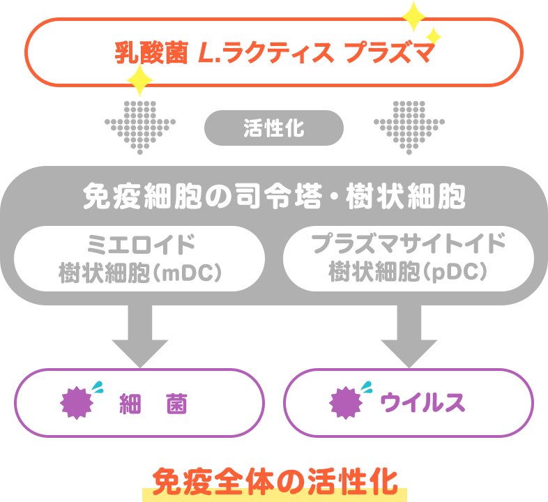 プラズマ乳酸菌の特徴