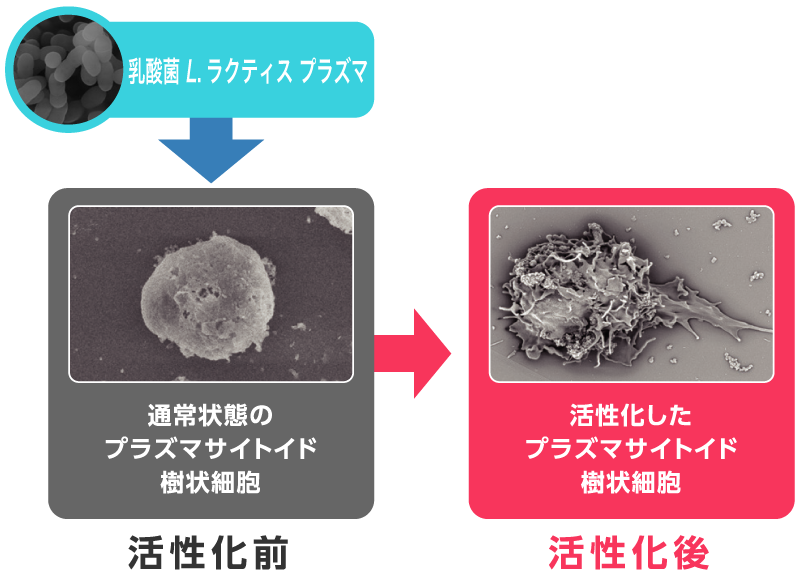 プラズマ乳酸菌の名前の由来