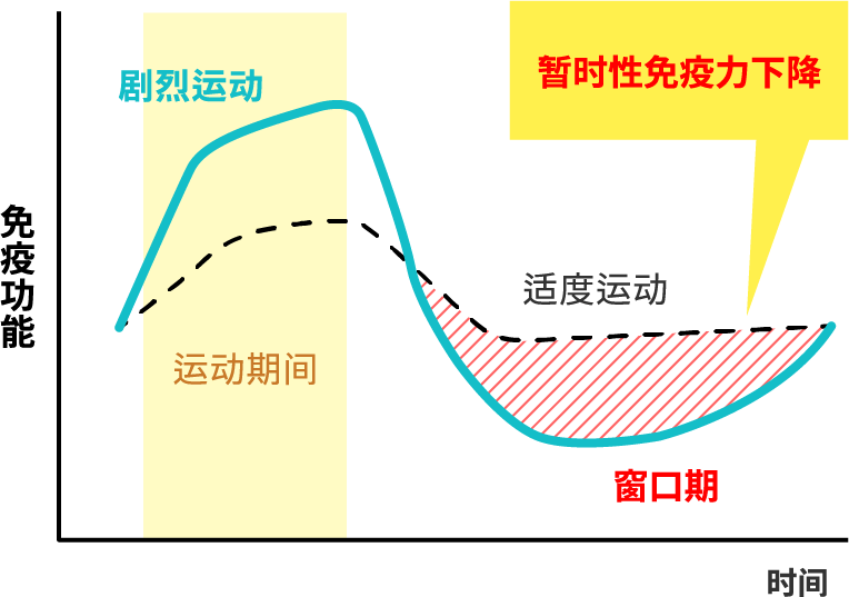 剧烈运动引起的暂时性免疫力下降的时间变化图（剧烈运动后，免疫力会暂时下降）
