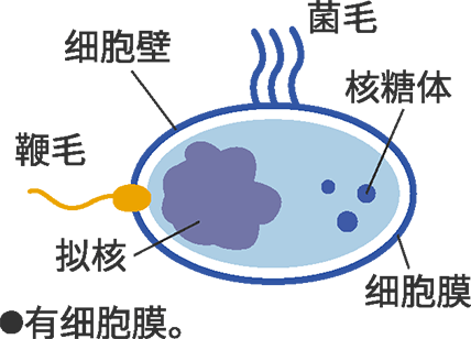细菌结构图  ※有细胞膜