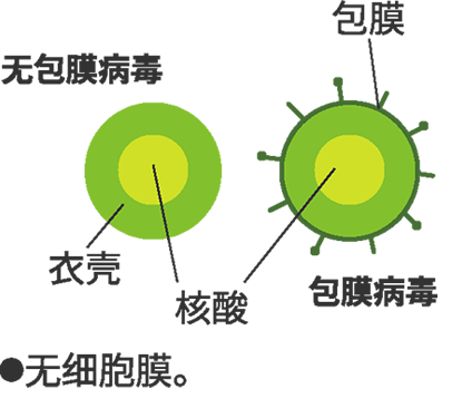 病毒结构图  ※无细胞膜