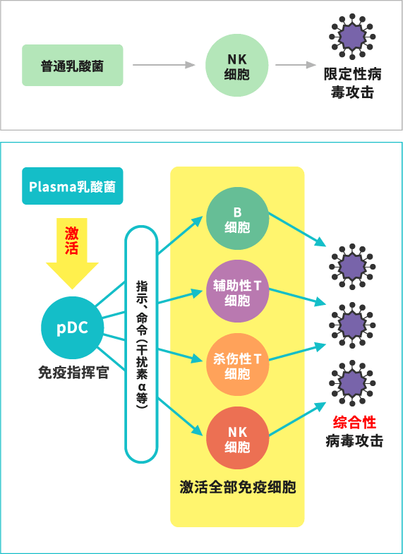 Plasma乳酸菌和其他乳酸菌的作用流程区分示意图