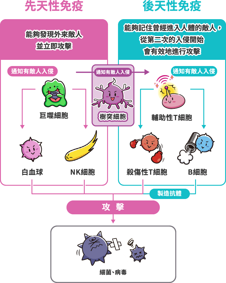 先天性免疫和後天性免疫的角色分工流程圖