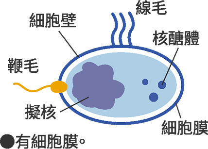 細菌構造圖　※有細胞膜