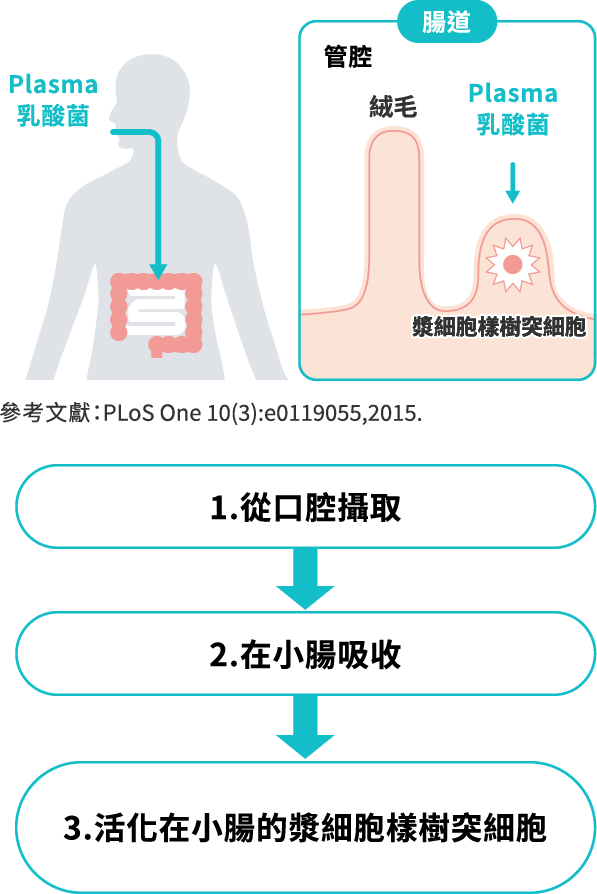 Plasma乳酸菌從被攝取後到其在小腸被吸收的流程圖