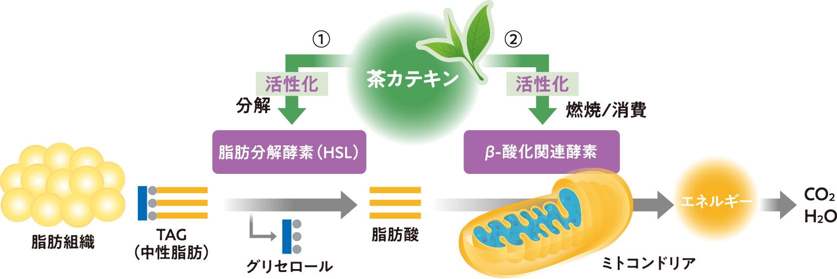 茶カテキンで代謝が向上し体脂肪率が低減する仕組み図