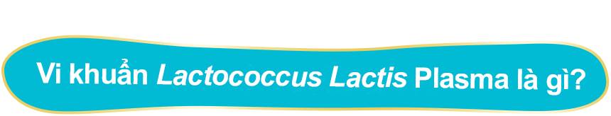 Vi khuẩn Lactococcus Lactis là gì