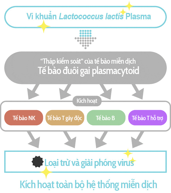 vi khuẩn Lactococcus Lactis Plasma