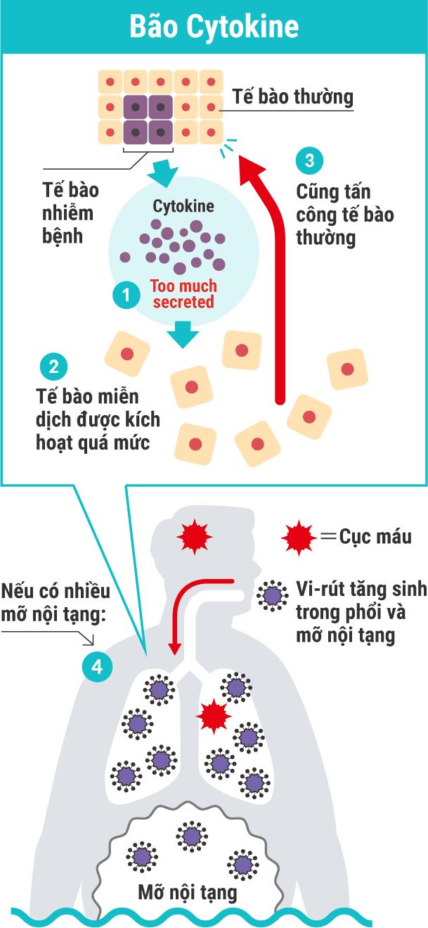 Bão Cytokine