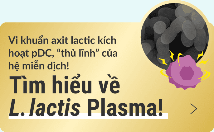 Vi khuẩn axit lactic kích hoạt pDC, 'thủ lĩnh' của hệ miễn dịch! Tìm hiểu về L. lactis Plasma!