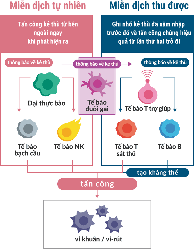 Miễn dịch tự nhiên - Tấn công kẻ thù từ bên ngoài ngay khi phát hiện ra / Miễn dịch thu được - Ghi nhớ kẻ thù đã xâm nhập trước đó và tấn công chúng hiệu quả từ lần thứ hai trở đi