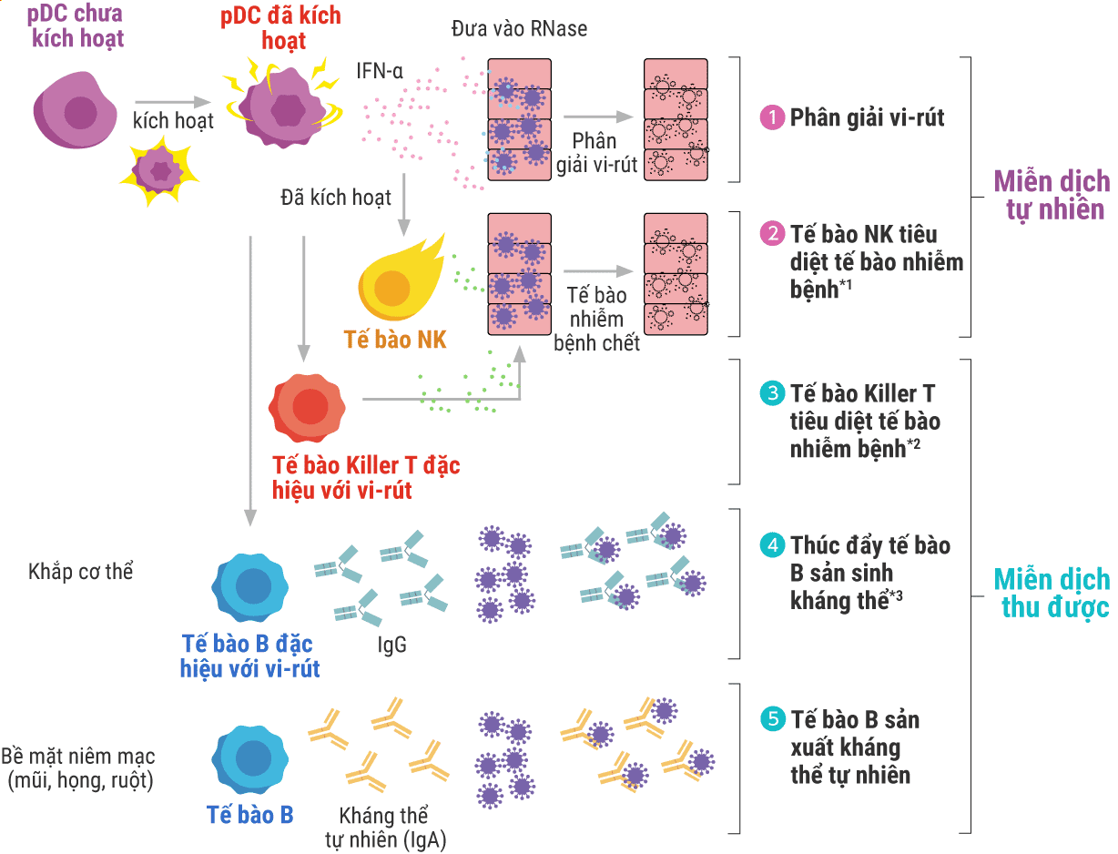 1.Phân giải vi-rút / 2.Tế bào NK tiêu diệt tế bào nhiễm bệnh*1 / 3.Tế bào Killer T tiêu diệt tế bào nhiễm bệnh*2 / 4.Thúc đẩy tế bào B sản sinh kháng thể*3 / 5.Tế bào B sản xuất kháng thể tự nhiên