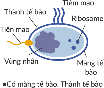 -Có màng tế bào. Thành tế bào Vùng nhân/Tiên mao/Thành tế bào/Tiêm mao/Ribosome/Màng tế bào