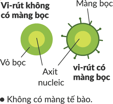 -Không có màng tế bào. Vi-rút không có màng bọc/Màng bọc/Vỏ bọc/vi-rút có màng bọc/Axit nucleic