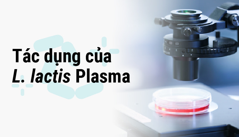 Tác dụng của L. lactis Plasma