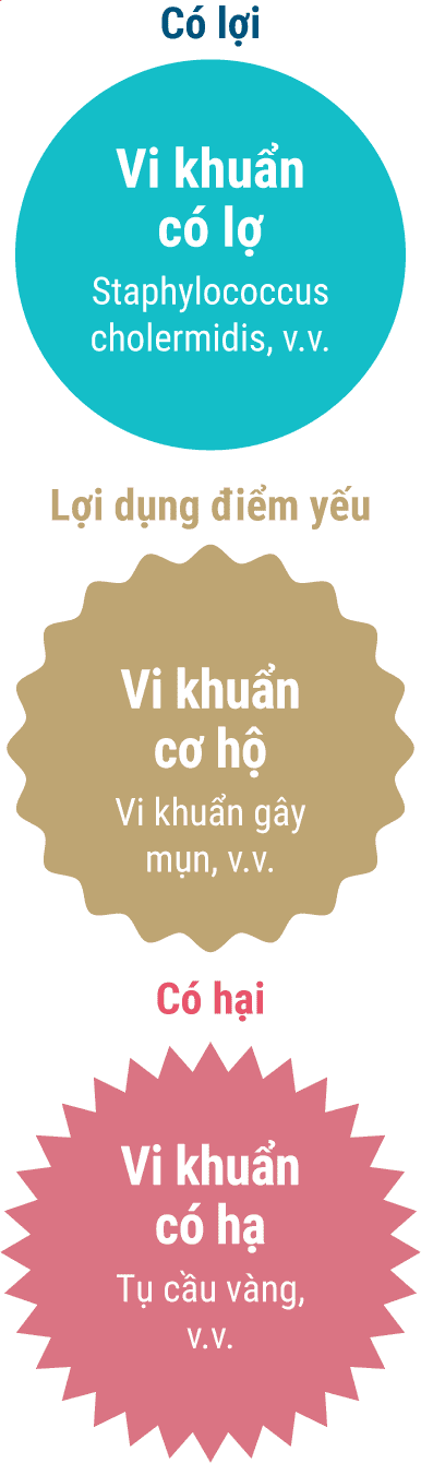 Có lợi - Vi khuẩn có lợ / Lợi dụng điểm yếu - Vi khuẩn cơ hộ / Có hại - Vi khuẩn có hạ