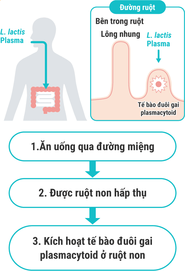 1.Ăn uống qua đường miệng / 2. Được ruột non hấp thụ / 3. Kích hoạt tế bào đuôi gai plasmacytoid ở ruột non