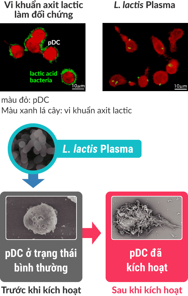 Vi khuẩn axit lactic làm đối chứng / L. lactis Plasma / Trước khi kích hoạt > Sau khi kích hoạt