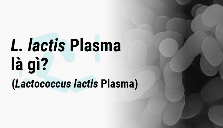 L. lactis Plasma là gì? (Lactococcus lactis Plasma)